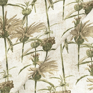 RHS Botanicals on Velvet - Henry Moon Lion's Tail: Alba