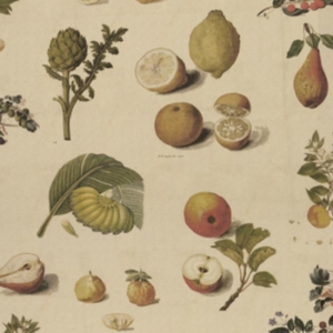 V&A Drawn From Nature - All Over Botanical Collage: Market Garden