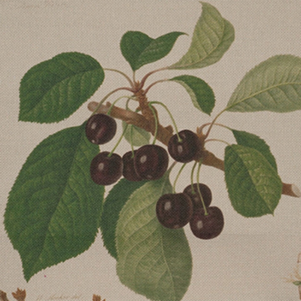 RHS Collection - William Hooker Design: Fruit