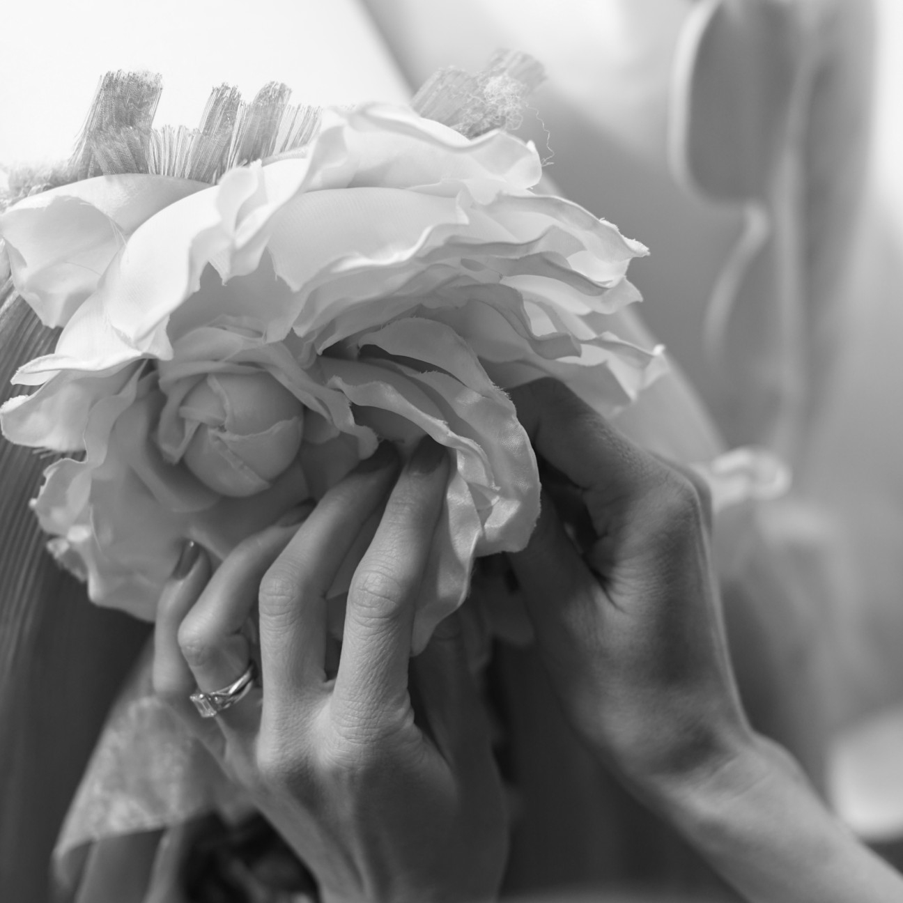 La traviata rose
