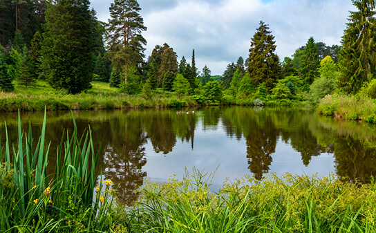 Bedgebury Woods